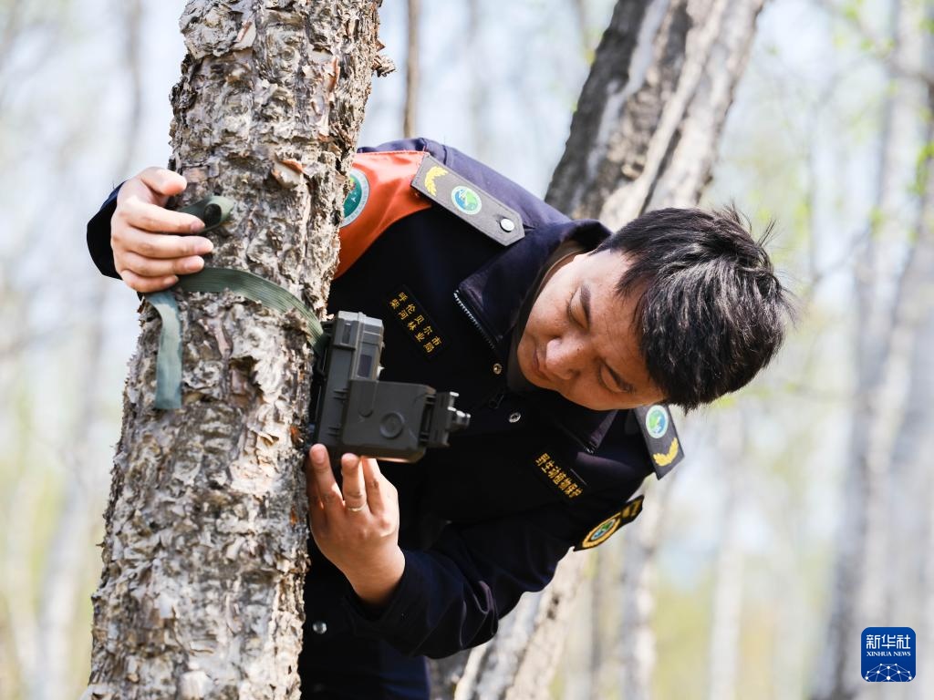 图片故事｜大兴安岭的生物多样性守护者