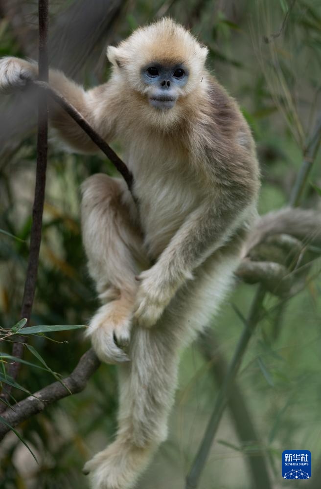 四川平武：深山密林里的“金色精灵”