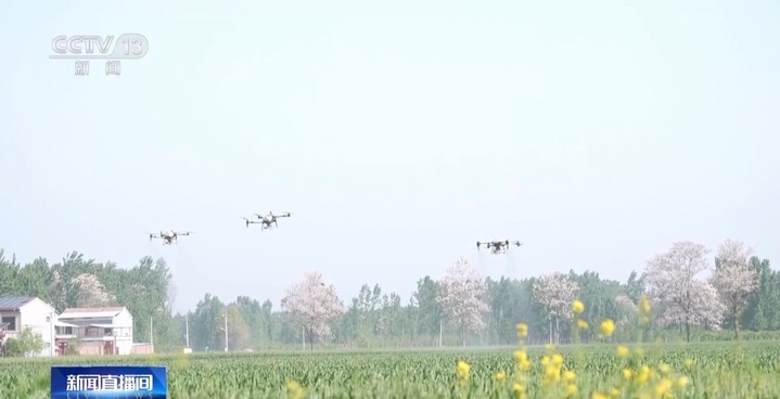 护航小麦稳产丰收 田间管理举措“一喷三防”到底是什么? 护航小麦稳产丰收 田间管理举措“一喷三防”到底是什么?