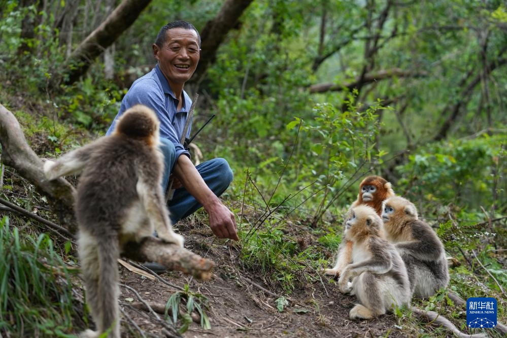 四川平武：深山密林里的“金色精灵”