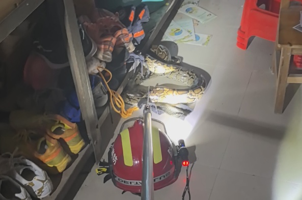 夏季各地上演“蛇出没”,“大胆蛇”消防站里蹭空调! 夏季各地上演“蛇出没”,“大胆蛇”消防站里蹭空调!