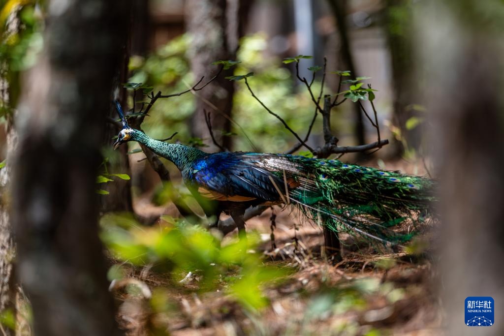 新华全媒+丨濒危物种绿孔雀人工繁育与野化放归试验取得关键进展