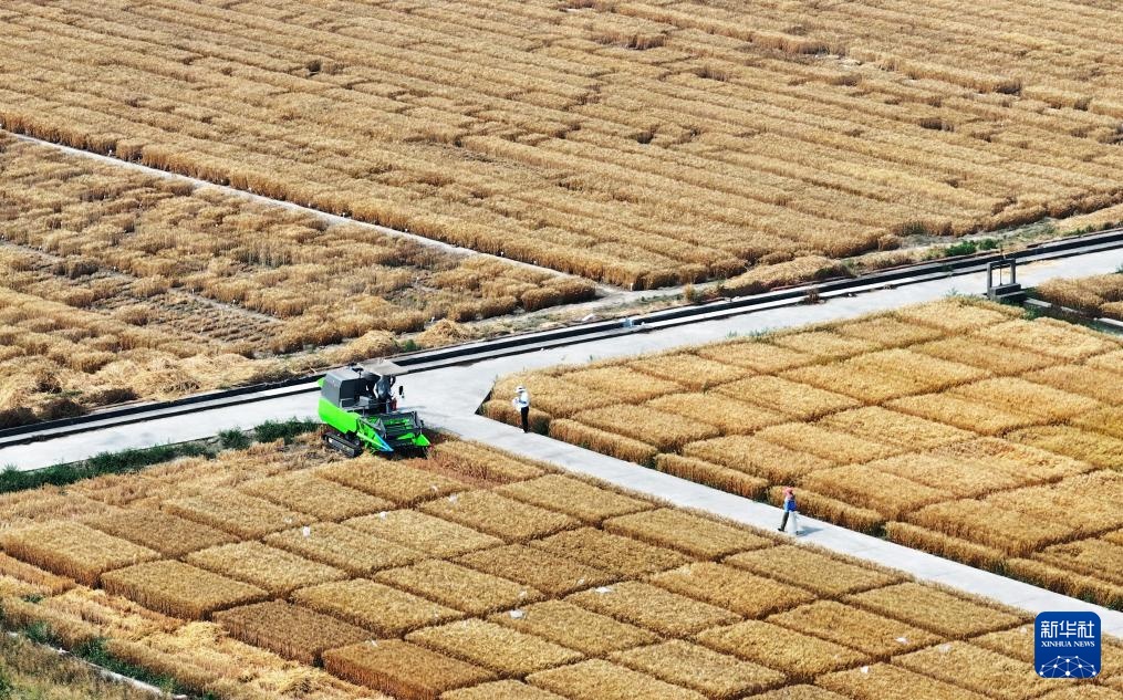 风吹麦浪 奏响丰收曲