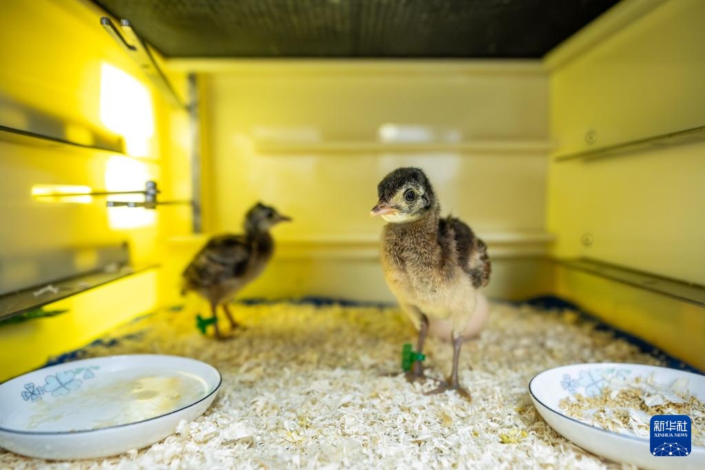 新华全媒+丨濒危物种绿孔雀人工繁育与野化放归试验取得关键进展