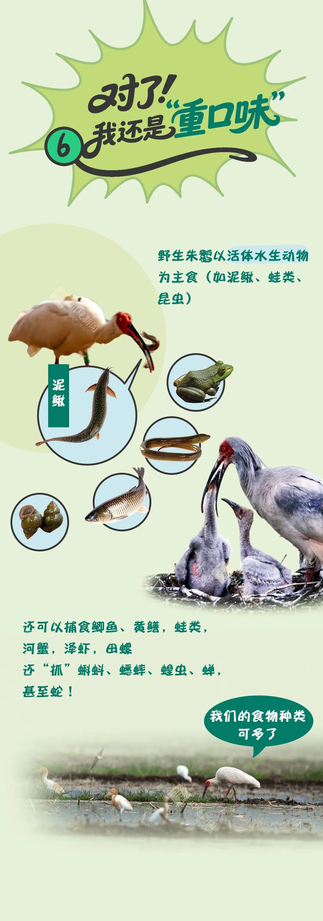 鹮鹮我啊，飞喽！