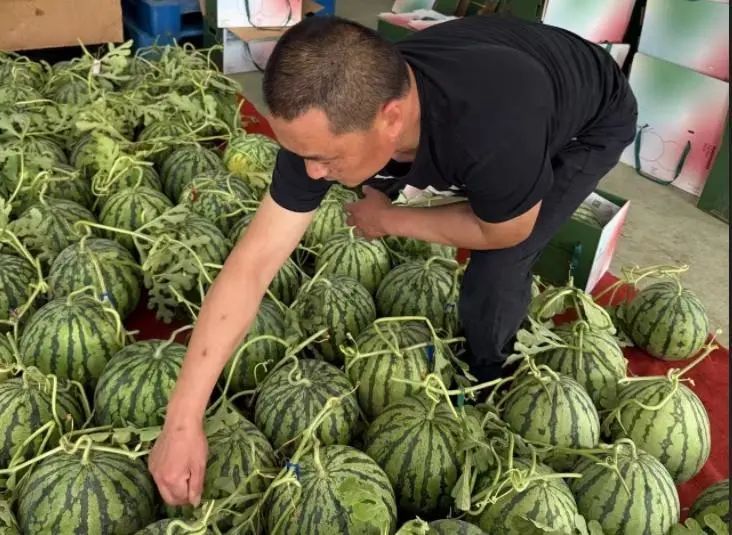 随便拍拍瓜就能月入两万？“验瓜师”火上热搜！001号验瓜师：“非常欢迎年轻人加入”