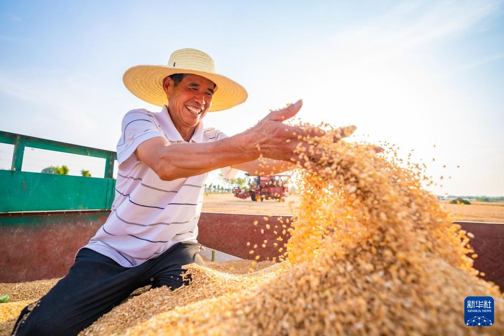 风吹麦浪 奏响丰收曲