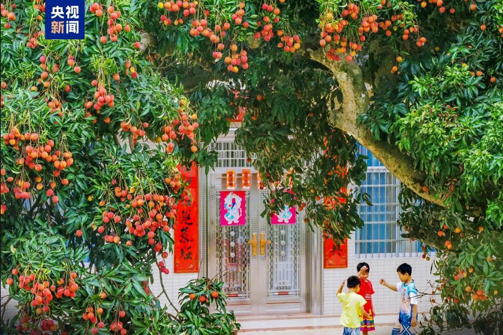 从“一骑红尘”到“一键下单” 岭南荔枝来了