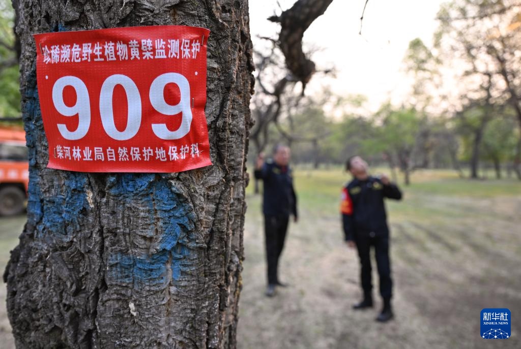 图片故事｜大兴安岭的生物多样性守护者