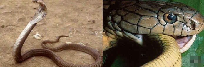 啊啊啊啊啊啊啊啊啊啊~车内有蛇！这么……大！