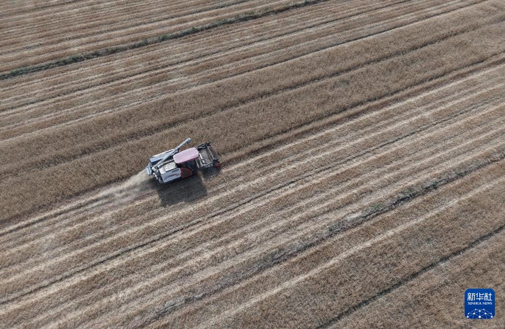 风吹麦浪 奏响丰收曲