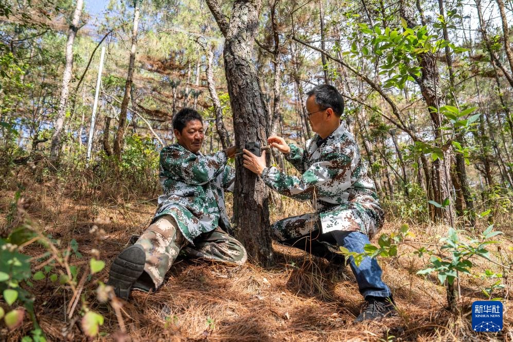 新华全媒+丨濒危物种绿孔雀人工繁育与野化放归试验取得关键进展
