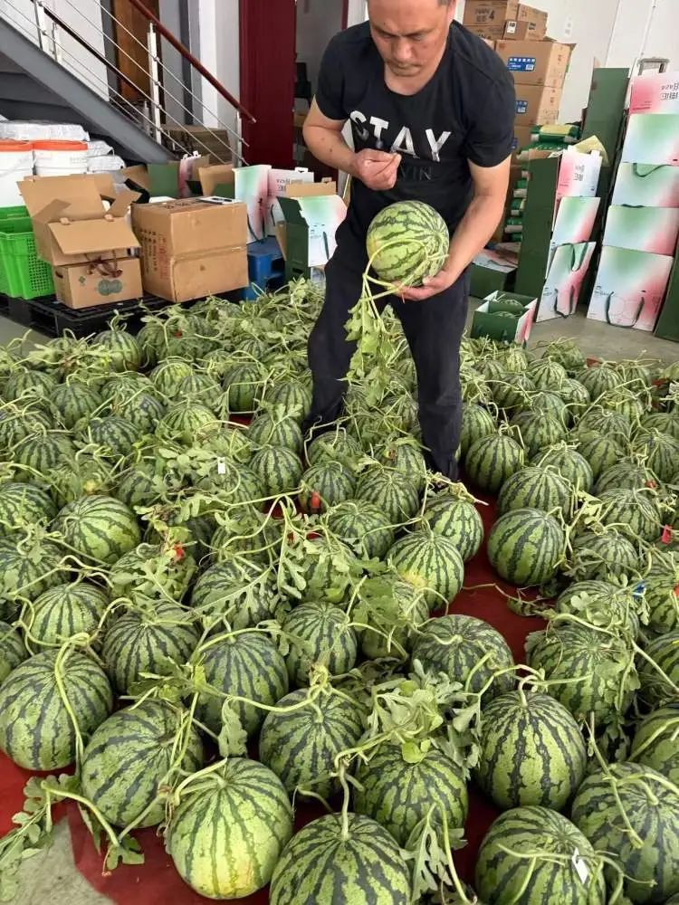 随便拍拍瓜就能月入两万？“验瓜师”火上热搜！001号验瓜师：“非常欢迎年轻人加入”