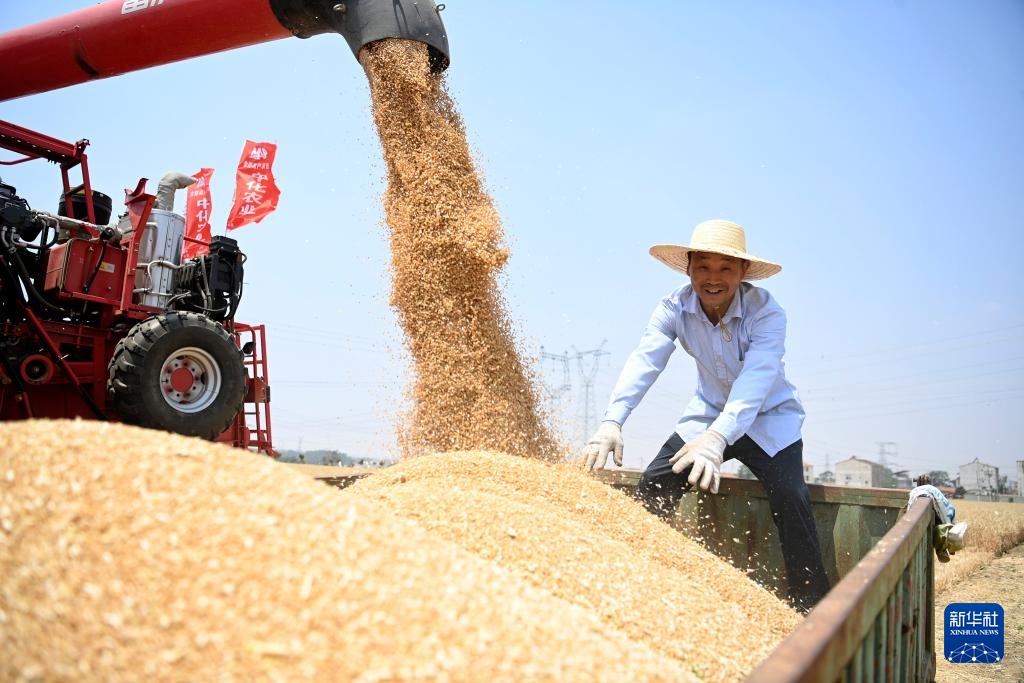 风吹麦浪 奏响丰收曲