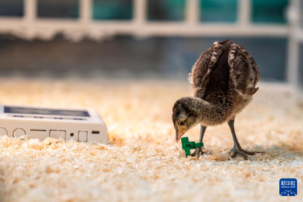 新华全媒+丨濒危物种绿孔雀人工繁育与野化放归试验取得关键进展