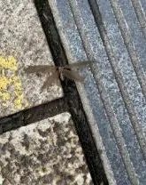 麻了！路面、空中都是虫，重庆网友：密集恐惧症都犯了