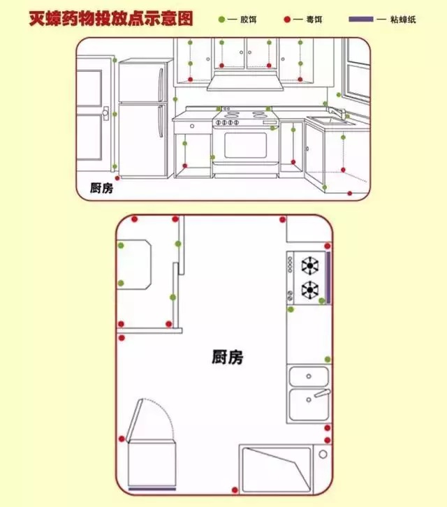 胆小者慎点！螂来了，20000只…