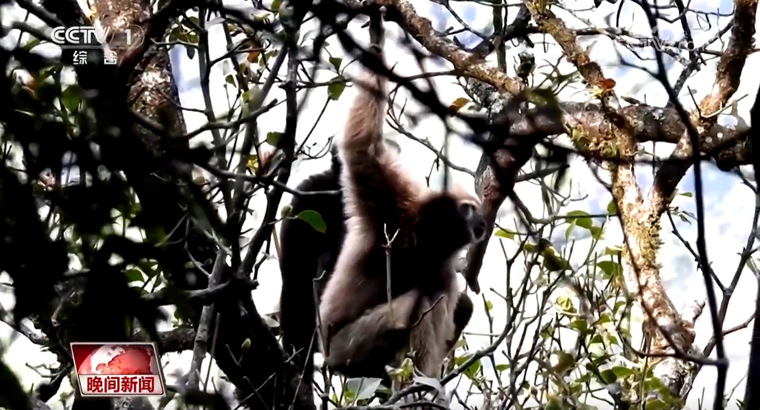 国际生物多样性日｜人工繁育、破解“声纹密码” 我国生物多样性保护“上大分”