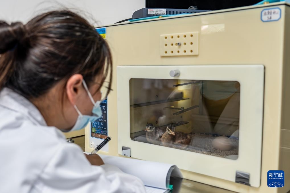 新华全媒+丨濒危物种绿孔雀人工繁育与野化放归试验取得关键进展