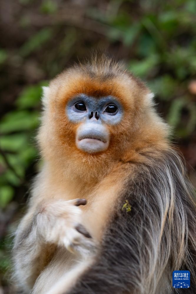 四川平武：深山密林里的“金色精灵”