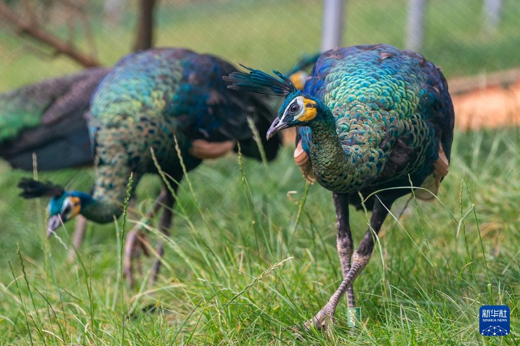 新华全媒+丨濒危物种绿孔雀人工繁育与野化放归试验取得关键进展