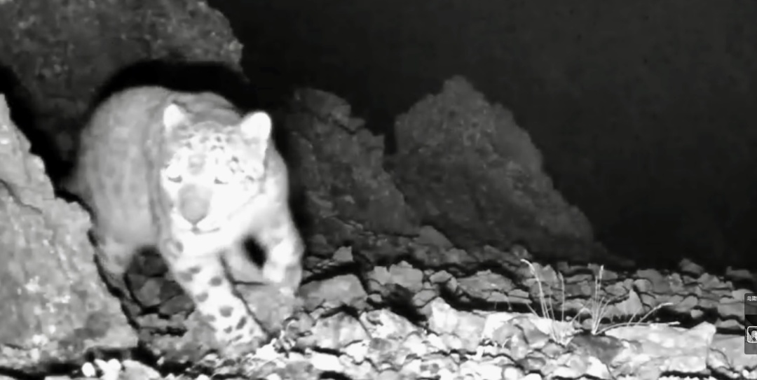 云南再次拍到雪豹野外影像! 云南再次拍到雪豹野外影像!