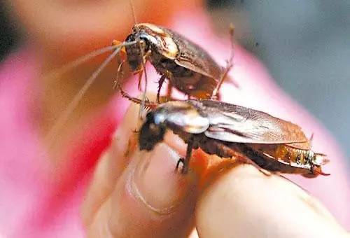 事发广东，螂来了，20000只……