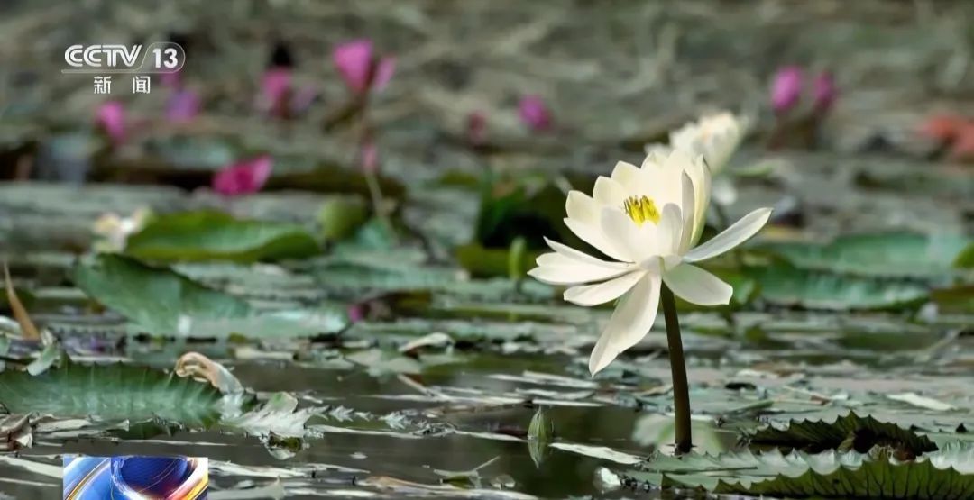 我国生物多样性保护成效出炉！