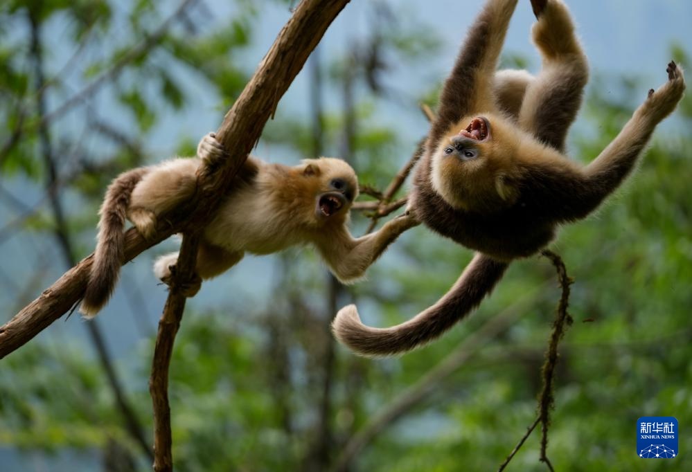 四川平武：深山密林里的“金色精灵”