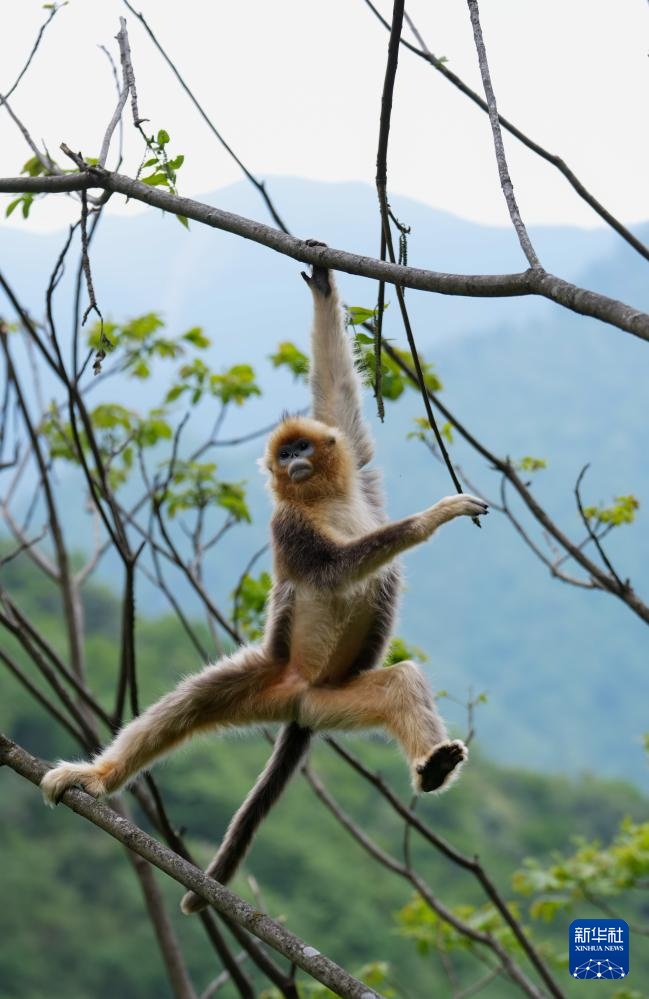 四川平武：深山密林里的“金色精灵”