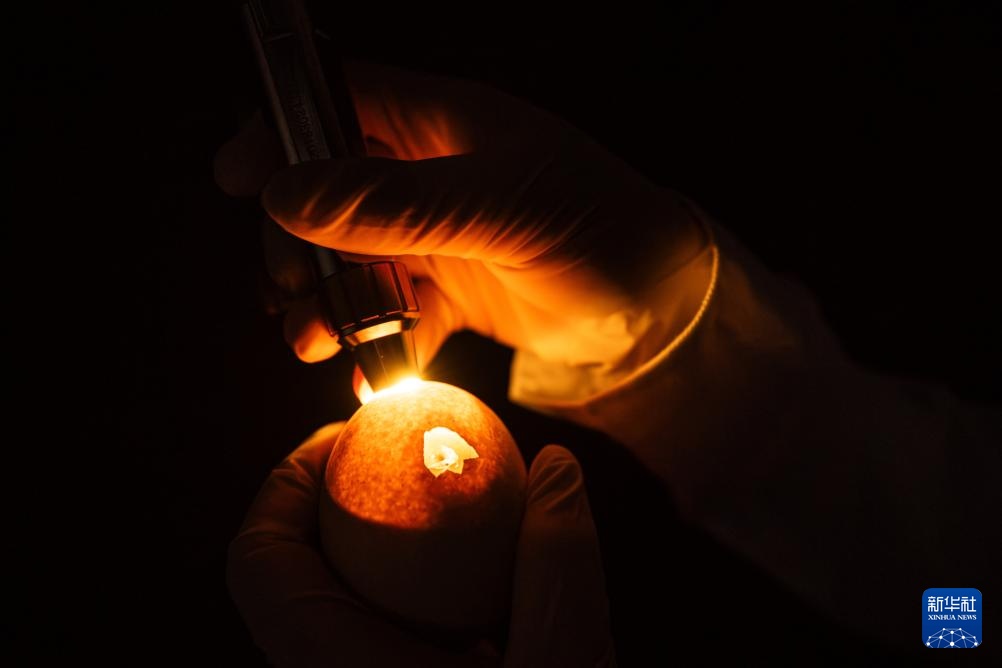 新华全媒+丨濒危物种绿孔雀人工繁育与野化放归试验取得关键进展