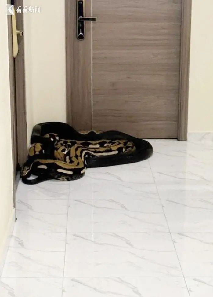 泰国公寓住户不满邻居违规养狗，放2米巨蟒“示威”