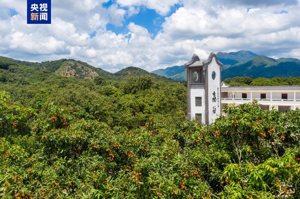 从“一骑红尘”到“一键下单” 岭南荔枝来了