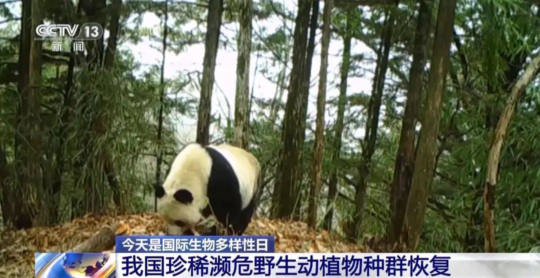 我国生物多样性保护成效出炉！