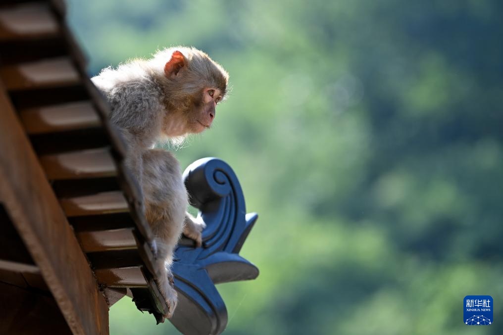 太行山里的猕猴乐园