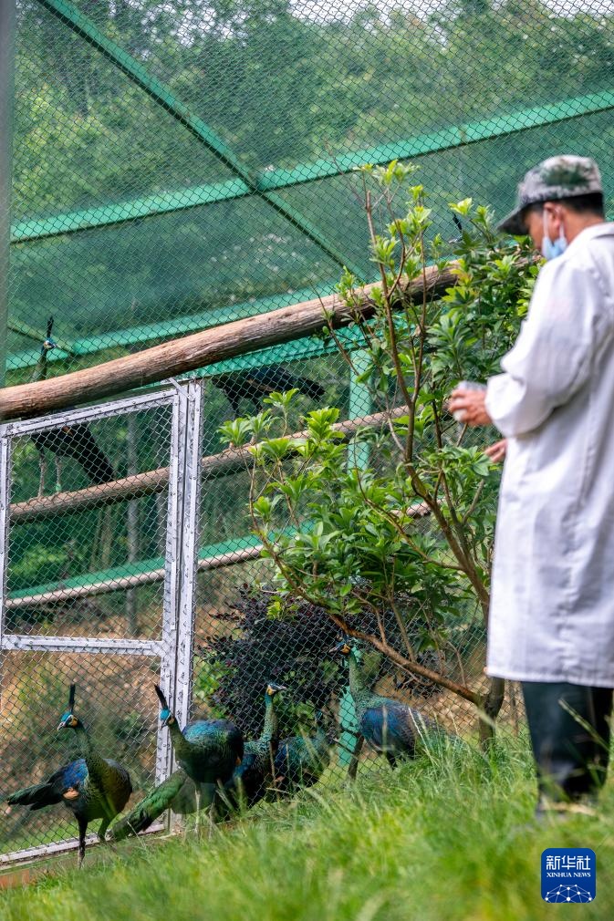 新华全媒+丨濒危物种绿孔雀人工繁育与野化放归试验取得关键进展