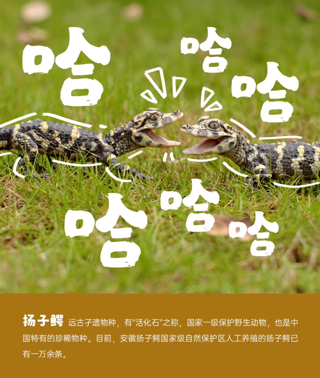 国际生物多样性日丨安徽野生动植物界“戏精”表情包来了