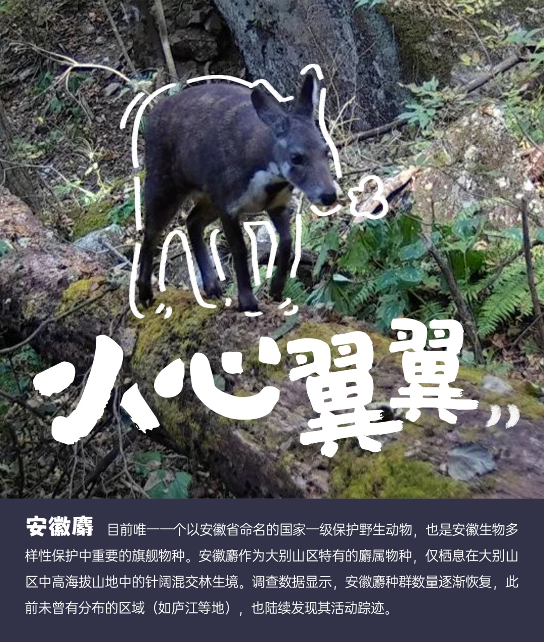 国际生物多样性日丨安徽野生动植物界“戏精”表情包来了