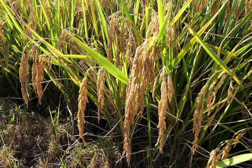 四年了!好好吃饭,就是对他最好的怀念...... 四年了!好好吃饭,就是对他最好的怀念......