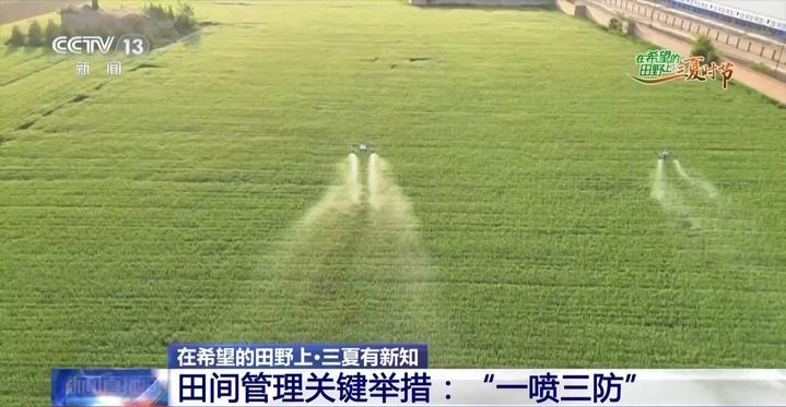 护航小麦稳产丰收 田间管理举措“一喷三防”到底是什么? 护航小麦稳产丰收 田间管理举措“一喷三防”到底是什么?