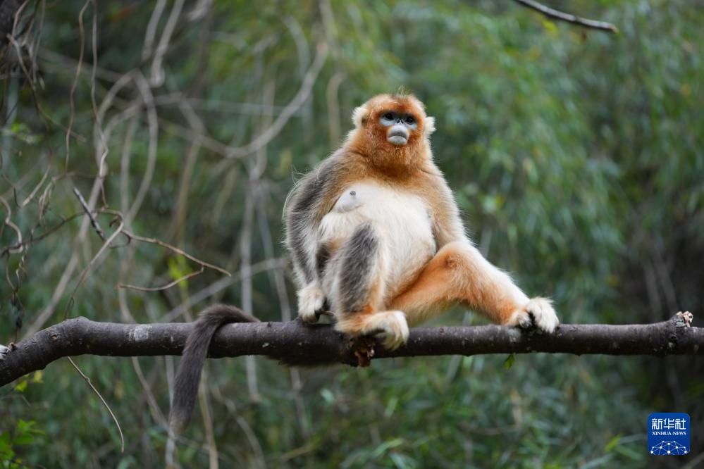 四川平武：深山密林里的“金色精灵”