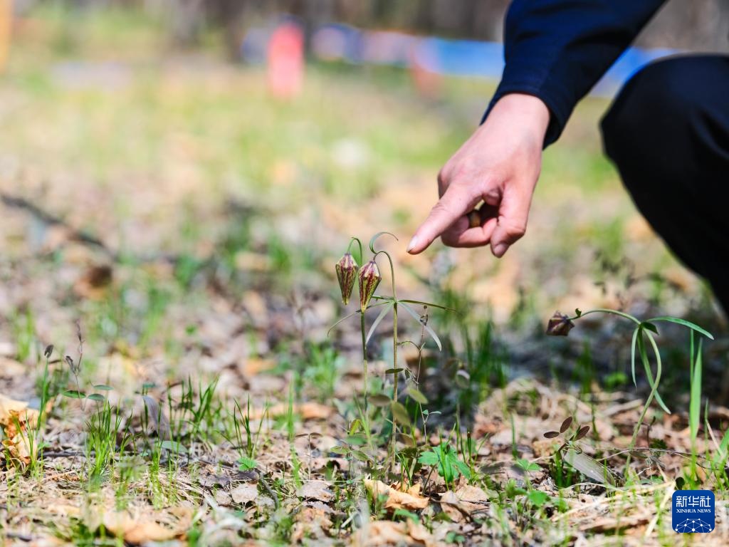 图片故事｜大兴安岭的生物多样性守护者