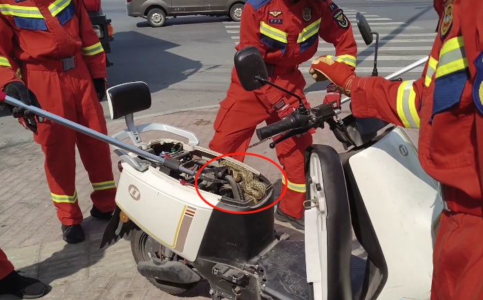 吓人！阜阳一居民家客厅，钻入近2米长蛇！还有一居民电动车里也有蛇……