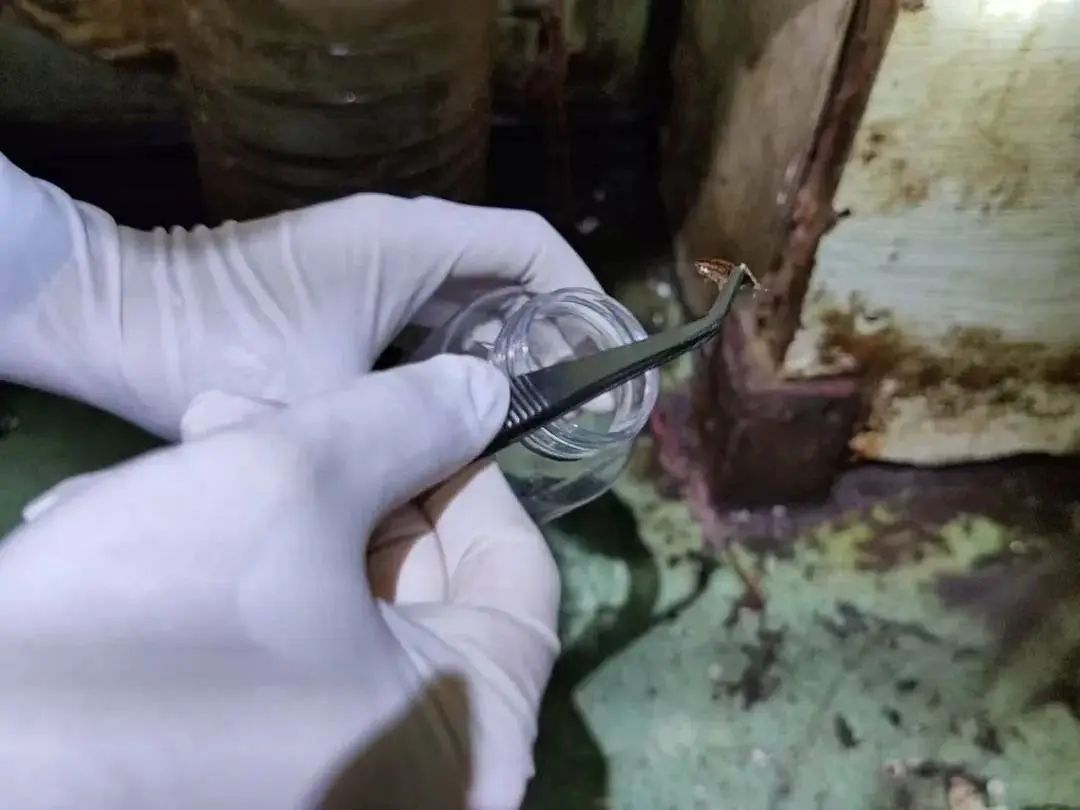 头皮发麻!海关截获2万余只德国蟑螂 头皮发麻!海关截获2万余只德国蟑螂