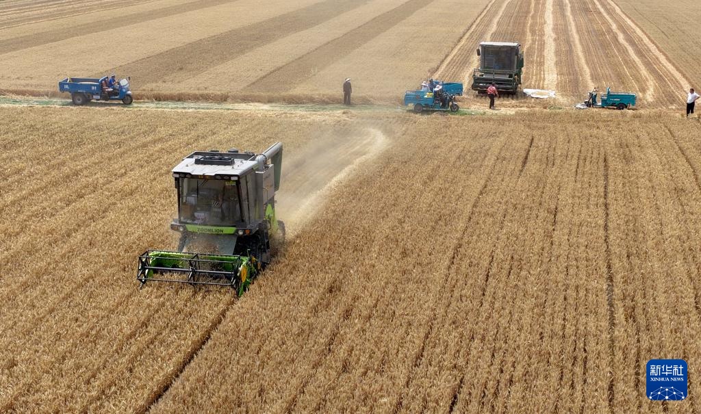 风吹麦浪 奏响丰收曲