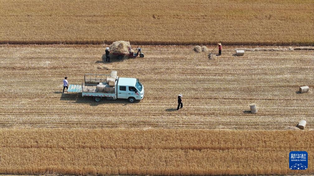 风吹麦浪 奏响丰收曲