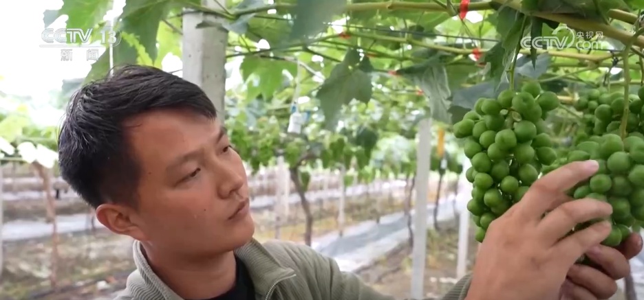 从“新农人”成“兴农人” “90后”返乡走出致富“振兴路”