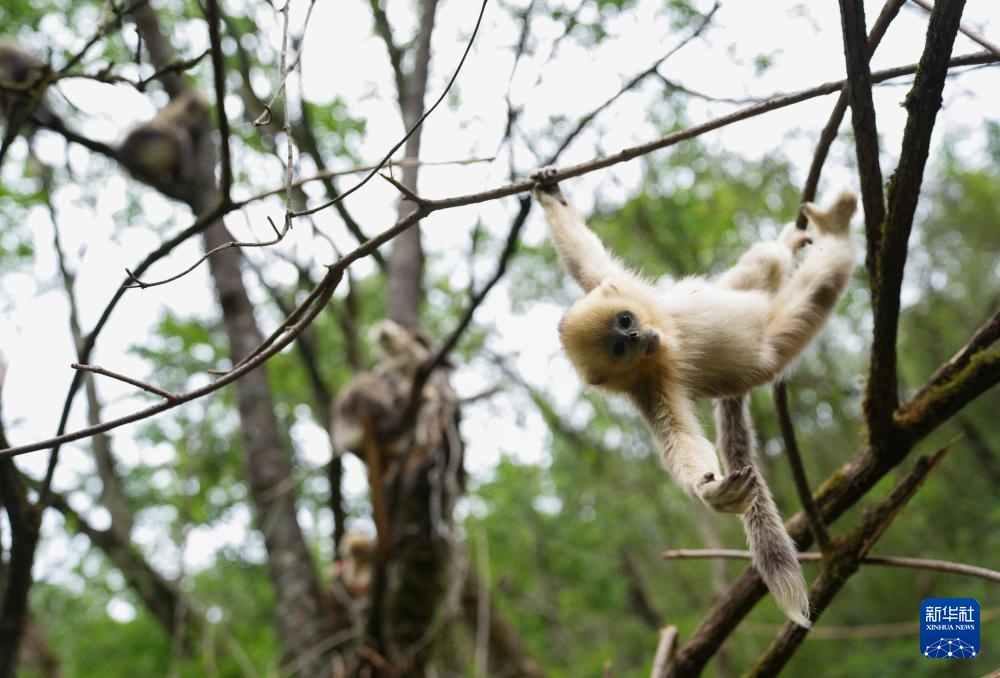 四川平武：深山密林里的“金色精灵”