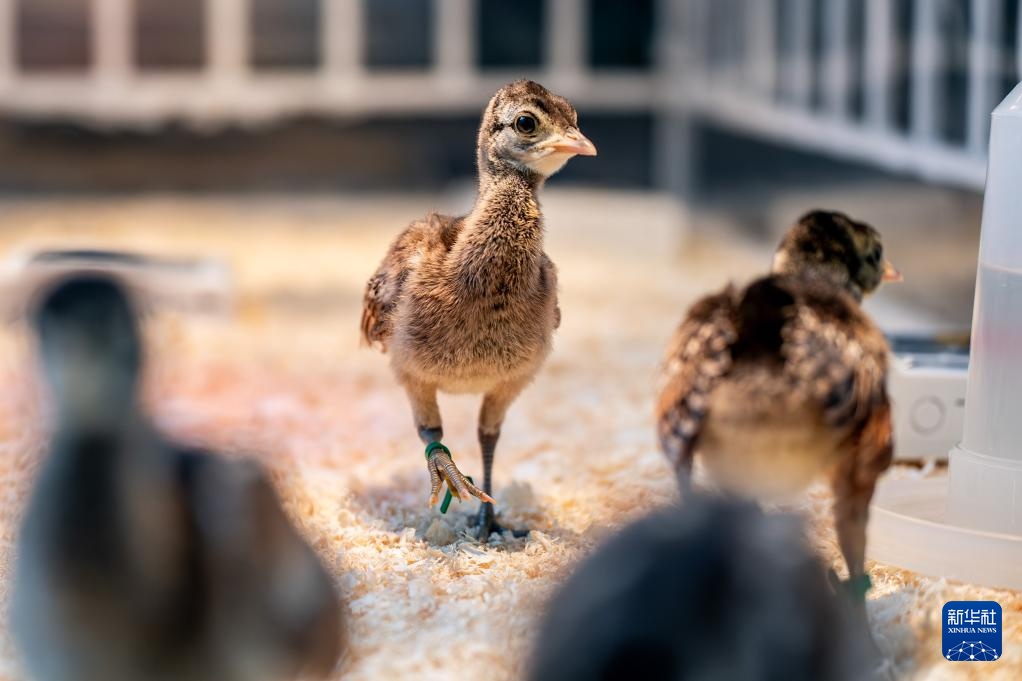 新华全媒+丨濒危物种绿孔雀人工繁育与野化放归试验取得关键进展