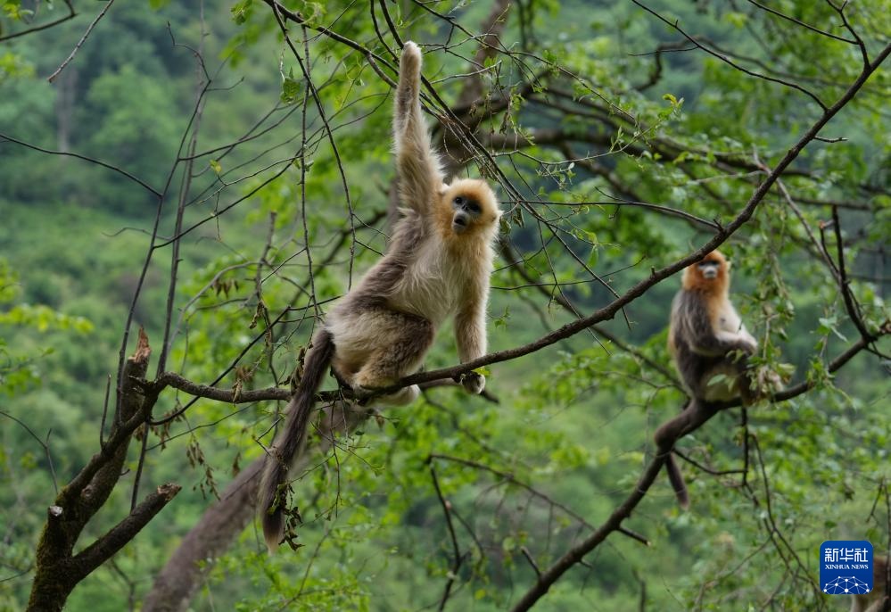 四川平武：深山密林里的“金色精灵”